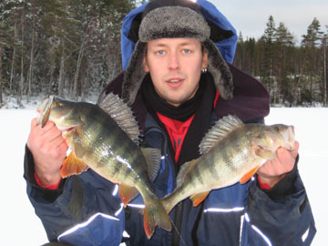 Ahven 920 g, metsjrvi 9.1.2009. Kalastaja Mikko Jussila.