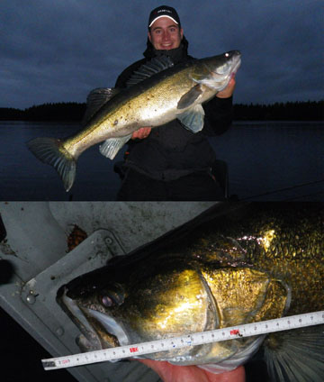 Kuha 10,15 kg, järvi Pirkanmaalla 7.10.2012. Kalastaja Mikko Lampi.