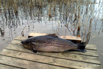 Järvitaimen 3,78 kg, Näsijärvi 18.11.2011. Kalastaja Jarkko Lahtinen.