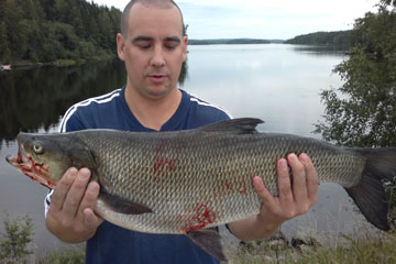 Toutain 4,2 kg, Rautavesi 25.8.2011. Kalastaja Petri Laikko.