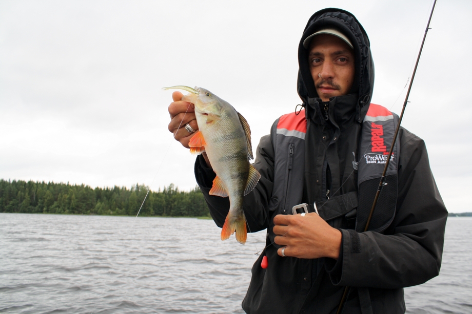 Ahven_Perch_dropshot_fishing_Lake_Ruovesi_Kuhamaa_Zanderland_Finland